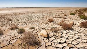 Yammine - Día Mundial de Lucha contra la Desertificación y la Sequía